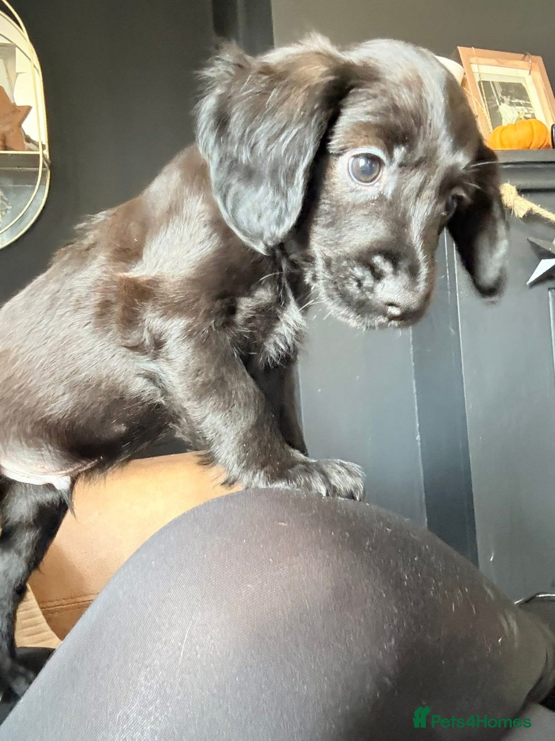 Cocker Spaniel dogs for sale: Cocker Spaniel  - Advert 4