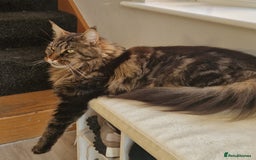 Maine Coon cats for sale: XL pedigree mainecoon female  - Advert 5