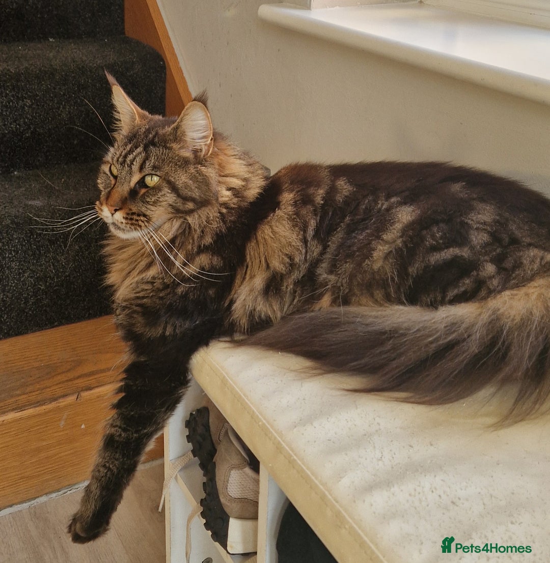 Maine Coon cats for sale: XL pedigree mainecoon female  - Advert 5