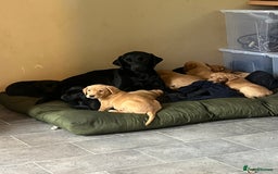 Labrador Retriever dogs for sale: Gorgeous Labrador Puppies - Image 1