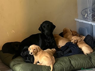 Labrador Retriever dogs - Advert 1