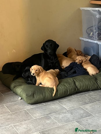 Labrador Retriever dogs - Advert 1