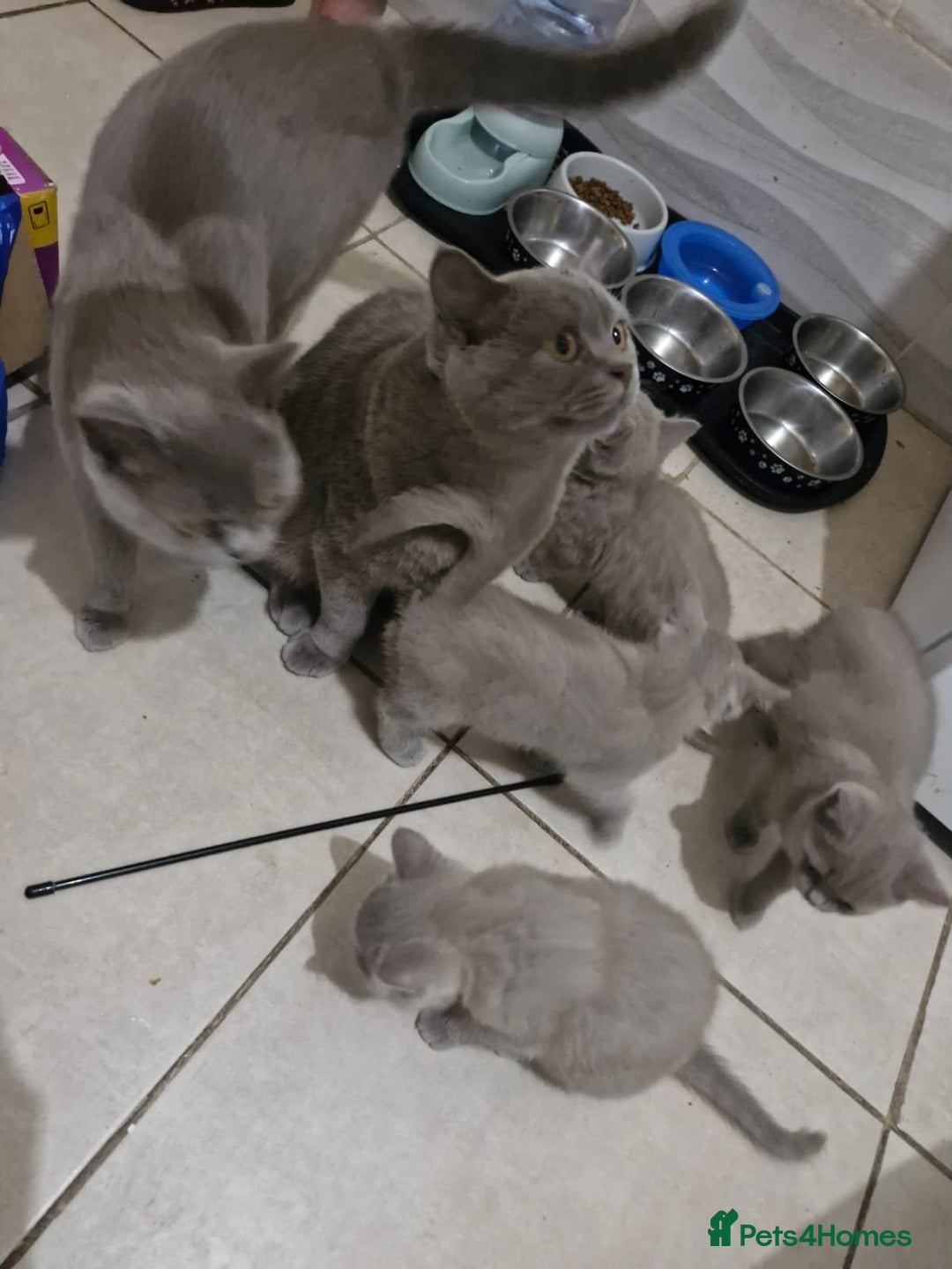 British Shorthair cats for sale: ✨ British Shorthair Kittens – 3 Adorable Females ✨ - Image 2
