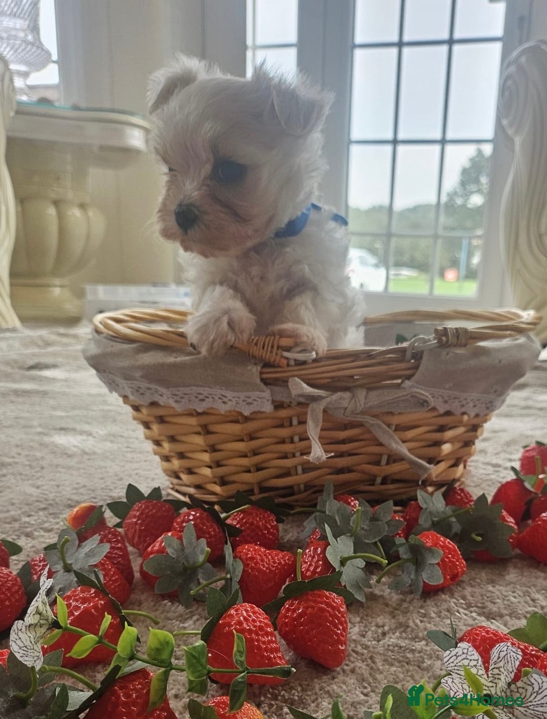 Maltese dogs for sale: Maltese puppies pedigree - Image 11