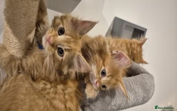 Maine Coon cats for sale: Ginger Polydactyl Main Coon kittens available - Image 18