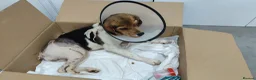 Beagle dogs for adoption: Masha - Advert 7