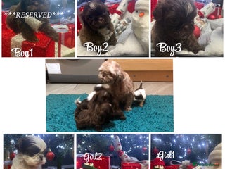 Shih Tzu dogs 6 beautiful shih tzu puppies - Advert 11