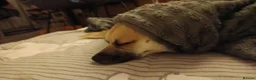 Chihuahua dogs for sale: A Malchi boy - Advert 3