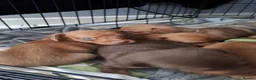 Chiweenie dogs for sale: Dachshund  - Advert 6