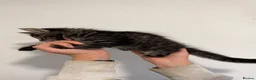 Maine Coon cats for sale: 4 beautiful and playful Maine Coon kittens - Advert 13