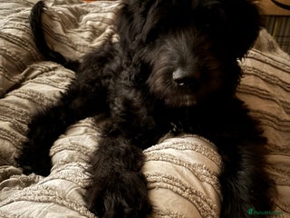 Labradoodle dogs for sale - Advert 1