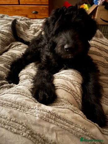 Labradoodle dogs - Advert 1