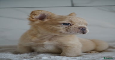 French Bulldog dogs - Advert 7