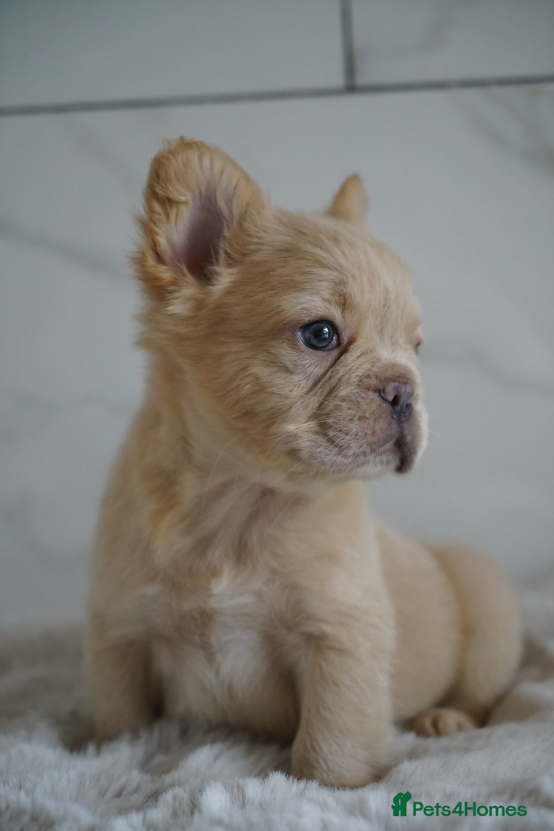 French Bulldog dogs for sale: Exceptional Fluffy French Bulldog Puppies - Image 2