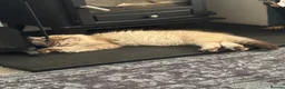 Ragdoll cats for sale: Exceptional Seal Tabby Mink Cherubim Boys - Advert 4