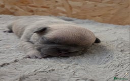 French Bulldog dogs for sale: 5 beautiful male french bulldog puppies  - Image 28