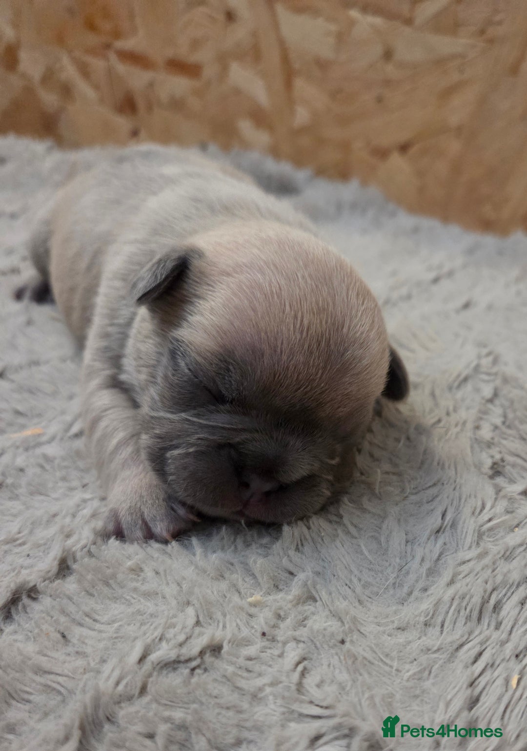 French Bulldog dogs for sale: 5 beautiful male french bulldog puppies  - Image 28
