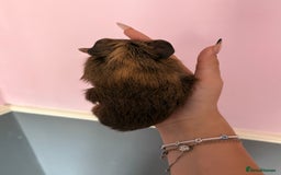 Guinea Pig rodents for sale: baby guinea pigs  - Image 9