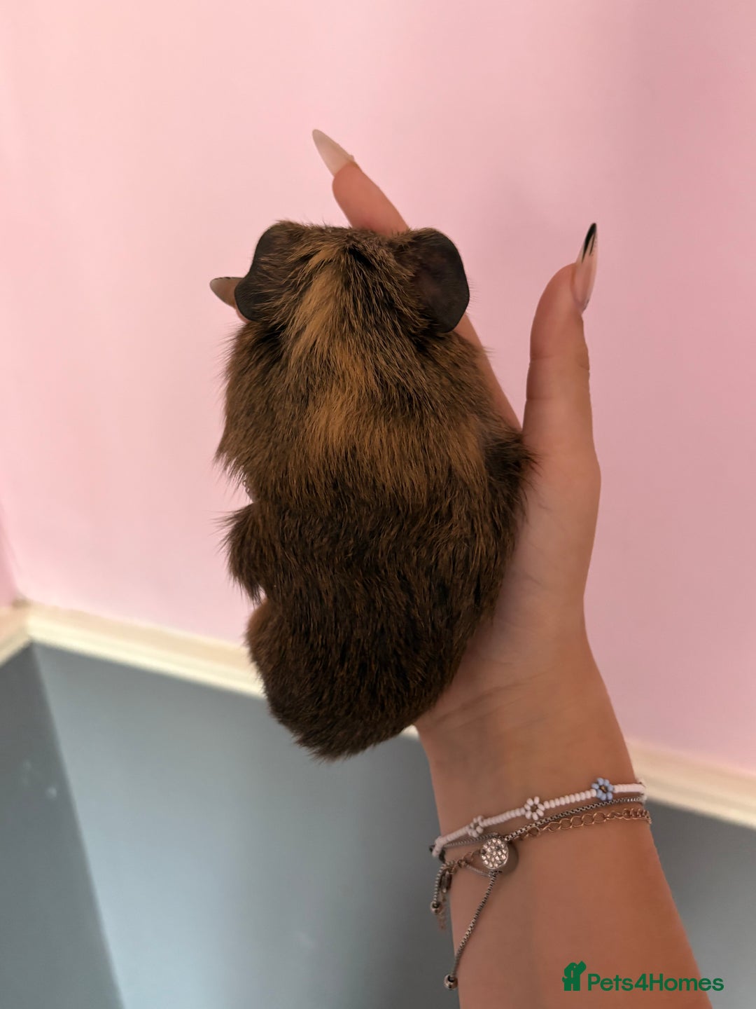Guinea Pig rodents for sale: baby guinea pigs  - Image 9