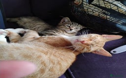 British Shorthair cats for sale: Female white and ginger boy cats  - Advert 2