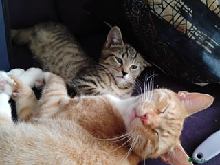 British Shorthair cats Ginger half abyssinian male cat - Advert 1