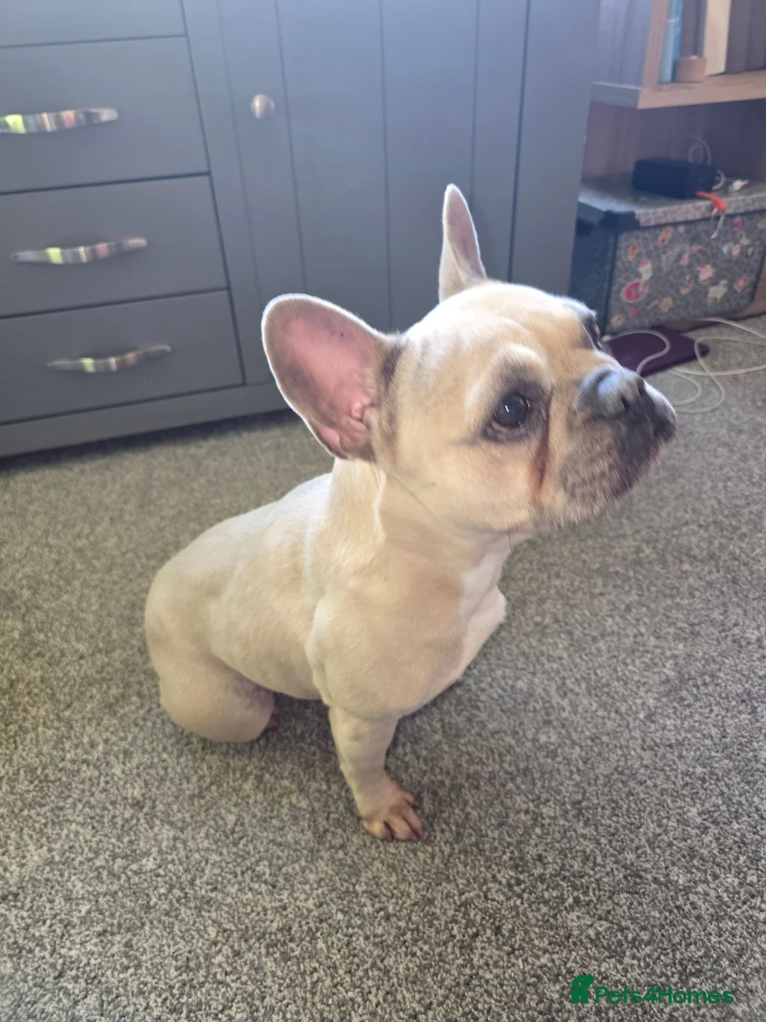 French Bulldog dogs for sale: Friendly French Buldog for adoption ☺️ in Ashton-under-Lyne - Advert 3