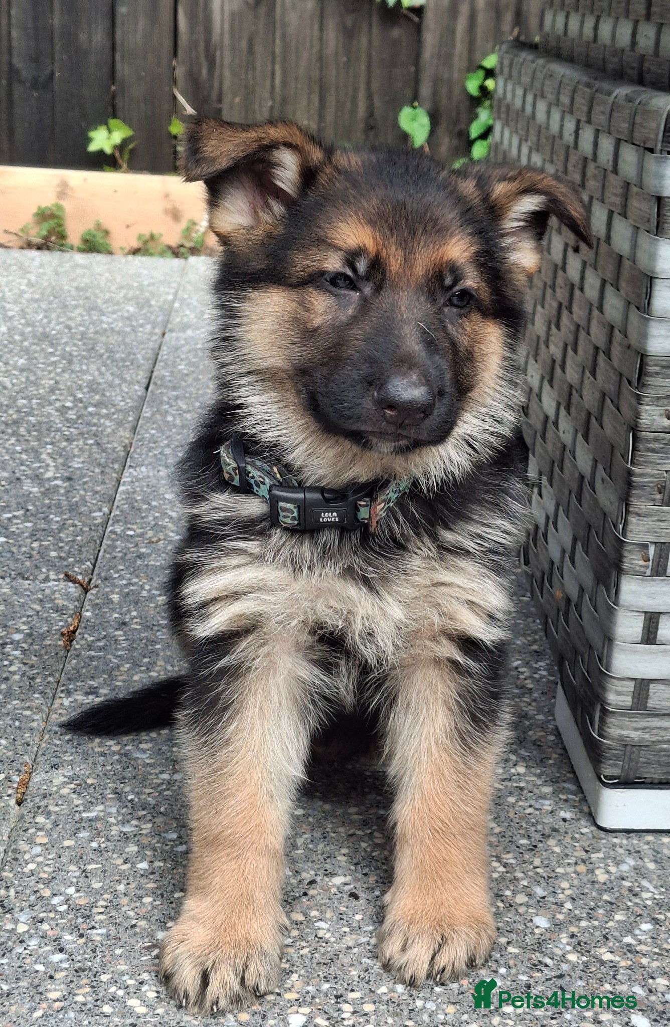 German Shepherd dogs KC reg Health Tested Gsd - Advert 14