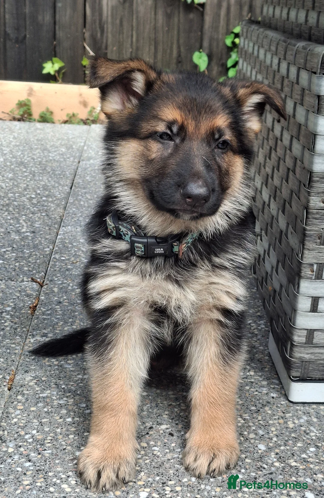 German Shepherd dogs for sale: KC reg Health Tested Gsd in Tonbridge - Advert 1