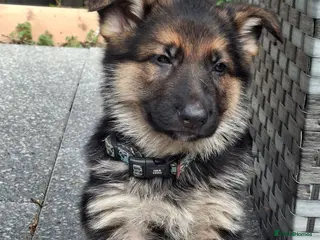 German Shepherd dogs KC reg Health Tested Gsd - Advert 18