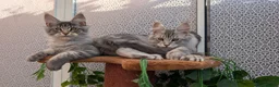 Maine Coon cats for sale: Stunning Maine coon kittens - Advert 15