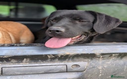 Labrador Retriever dogs for sale: Black Pure bred kg reg Labrador for sale  - Image 12