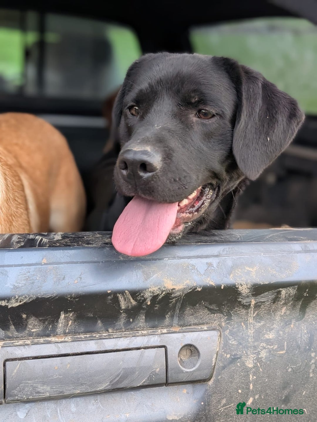 Labrador Retriever dogs for sale: Black Pure bred kg reg Labrador for sale  - Image 12