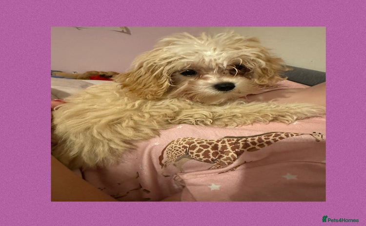Maltipoo dogs - Advert 1