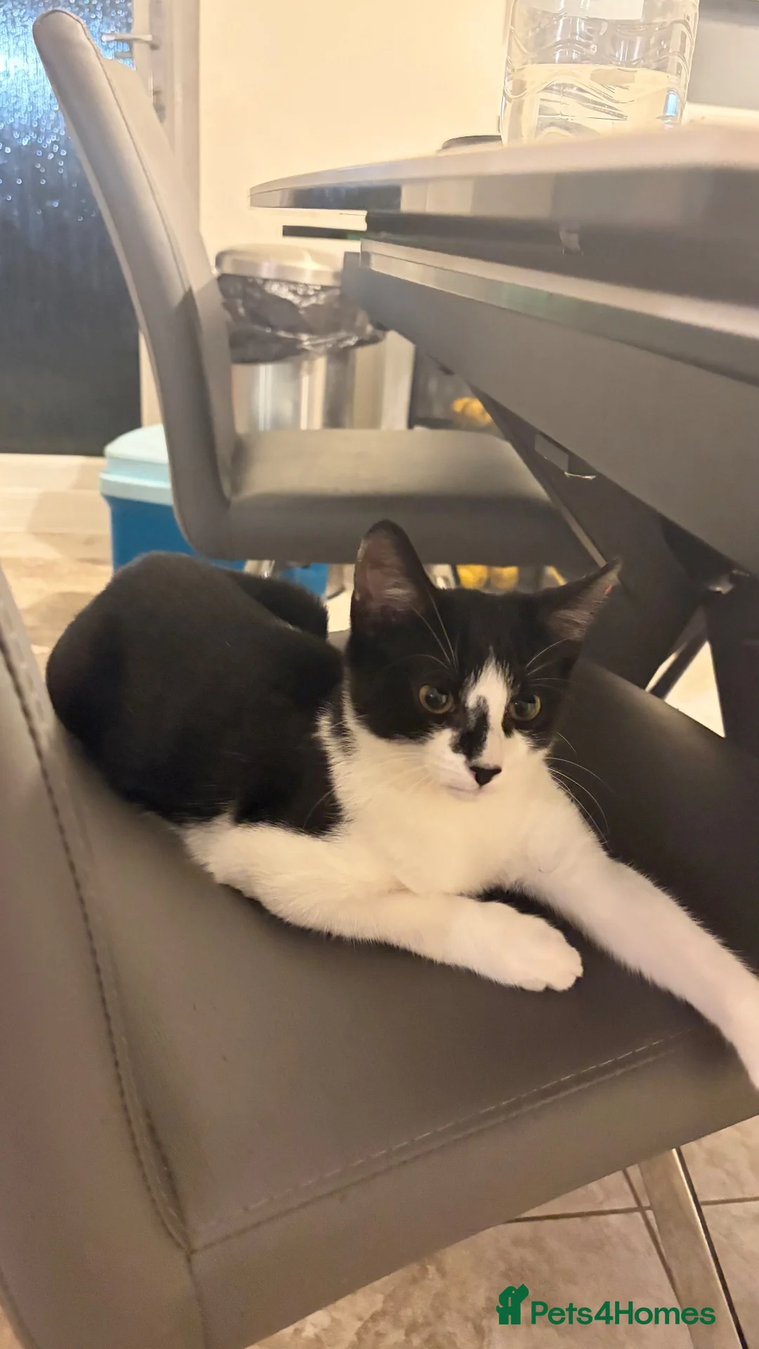 Domestic Shorthair cats for sale: Adorable domestic short hair kitten - Advert 1
