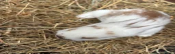 Lionhead rabbits for sale: Lion heads  - Advert 12