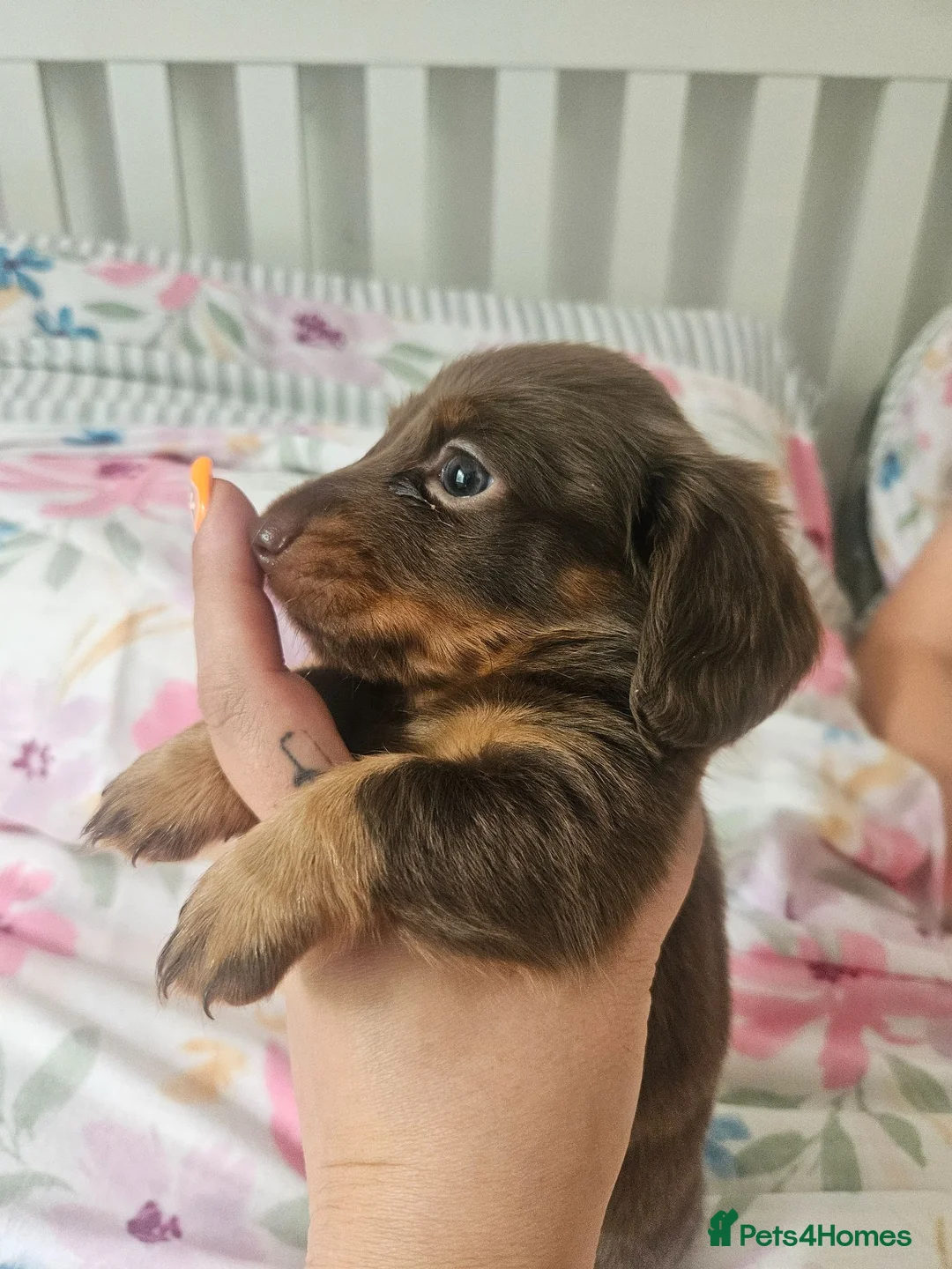 Miniature Dachshund dogs for sale: gorgeous miniature dachshund girls - Advert 2