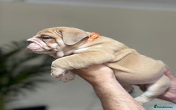 English Bulldog dogs for sale: Beautiful English Bulldog Puppies - Image 6