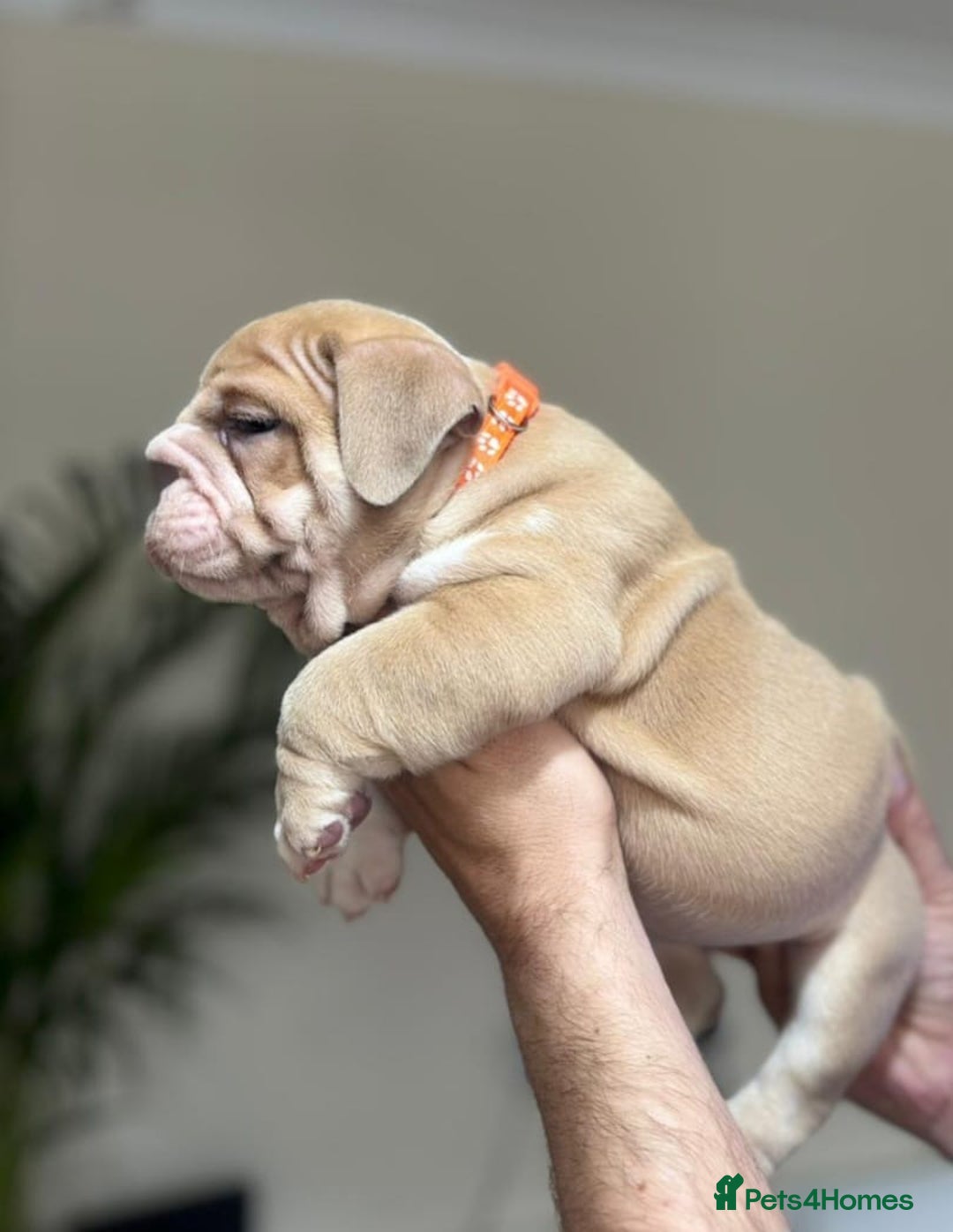 English Bulldog dogs for sale: Beautiful English Bulldog Puppies - Image 6