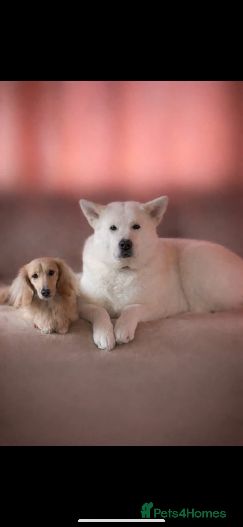 Akita dogs Jake and Meeka needing forever homes  - Advert 6