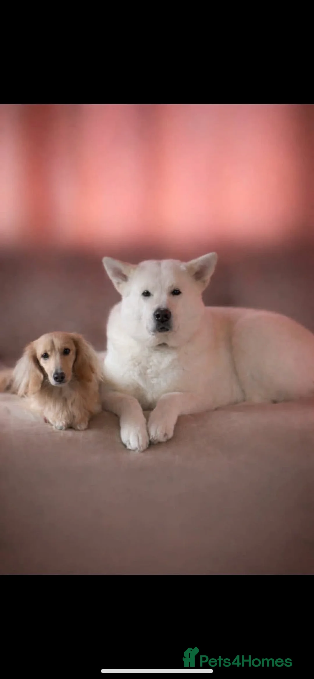 Akita dogs for sale: Jake and Meeka needing forever homes  - Advert 1