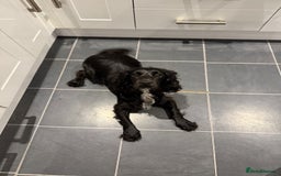 Cocker Spaniel dogs for sale: Bella - AMAZING cocker spaniel - Image 2