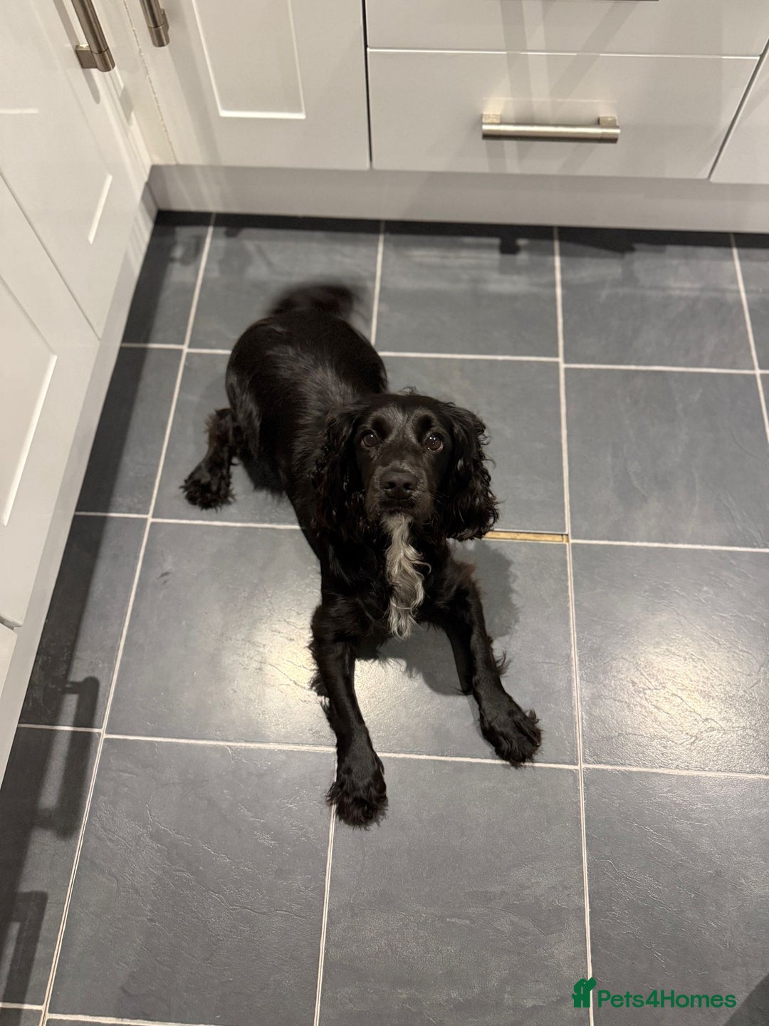 Cocker Spaniel dogs for sale: Bella - AMAZING cocker spaniel - Image 2
