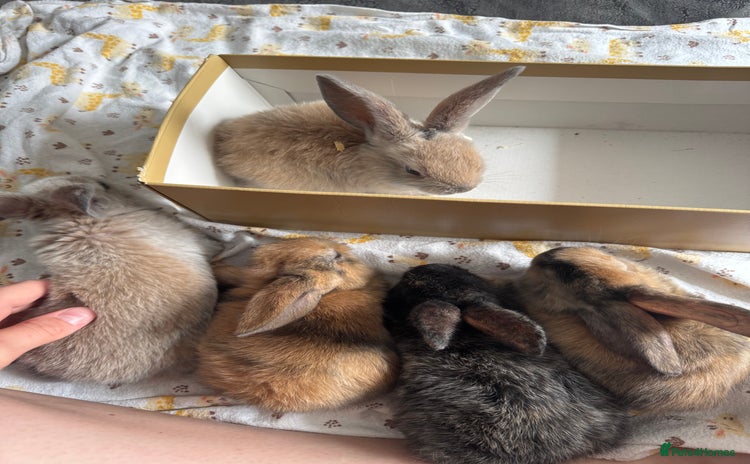 Dwarf Lop rabbits - Advert 5
