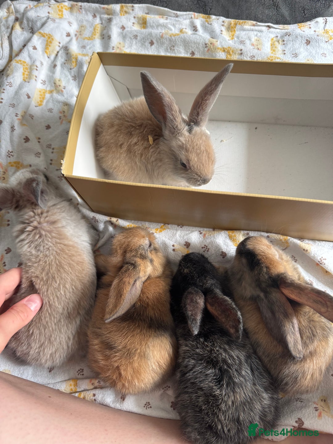 Dwarf Lop rabbits for sale: Rabbits for sale  - Image 1