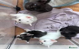 Mixed Breed cats for sale: Beautiful kittens  - Image 23
