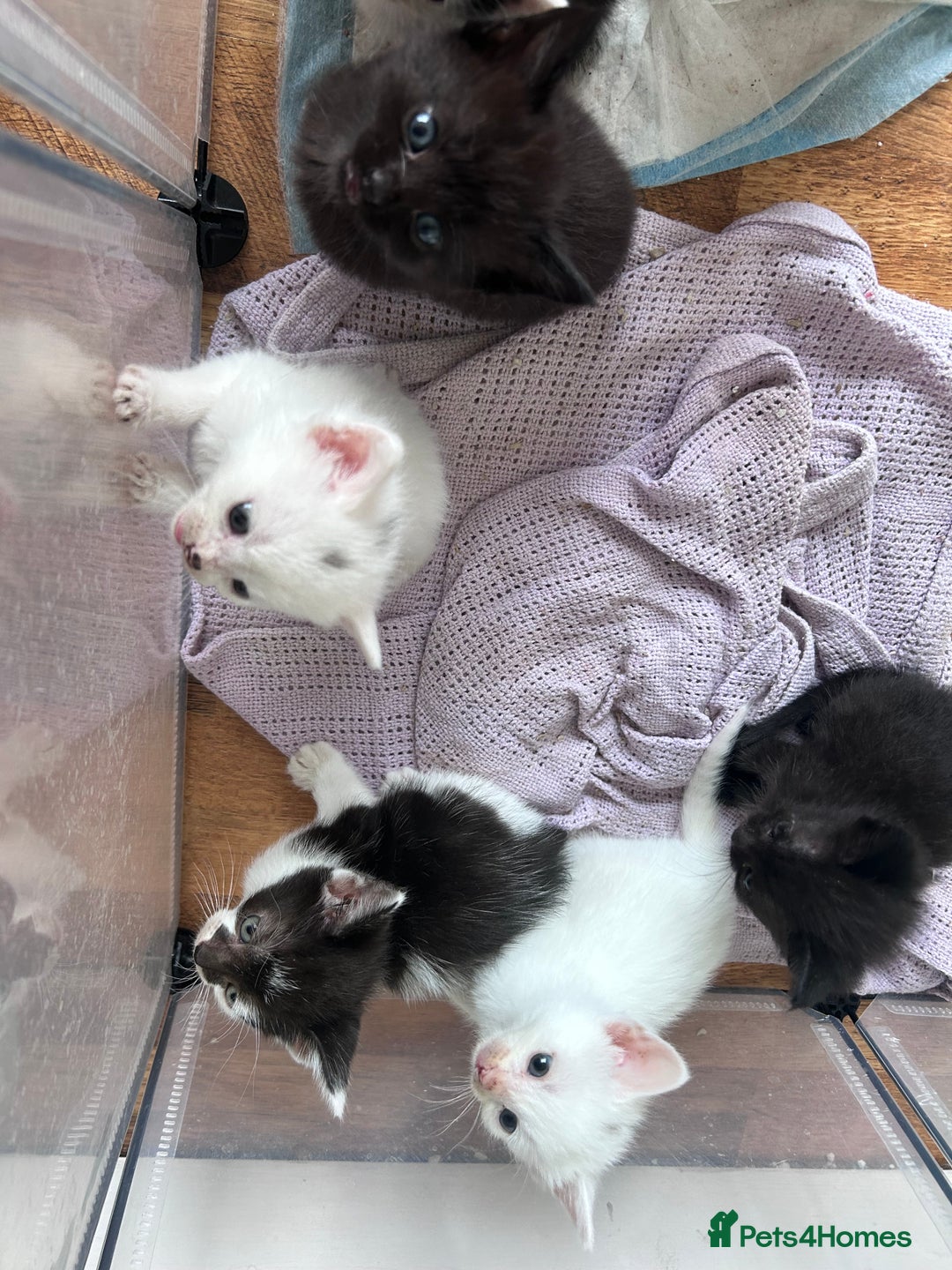Mixed Breed cats for sale: Beautiful kittens  - Image 23