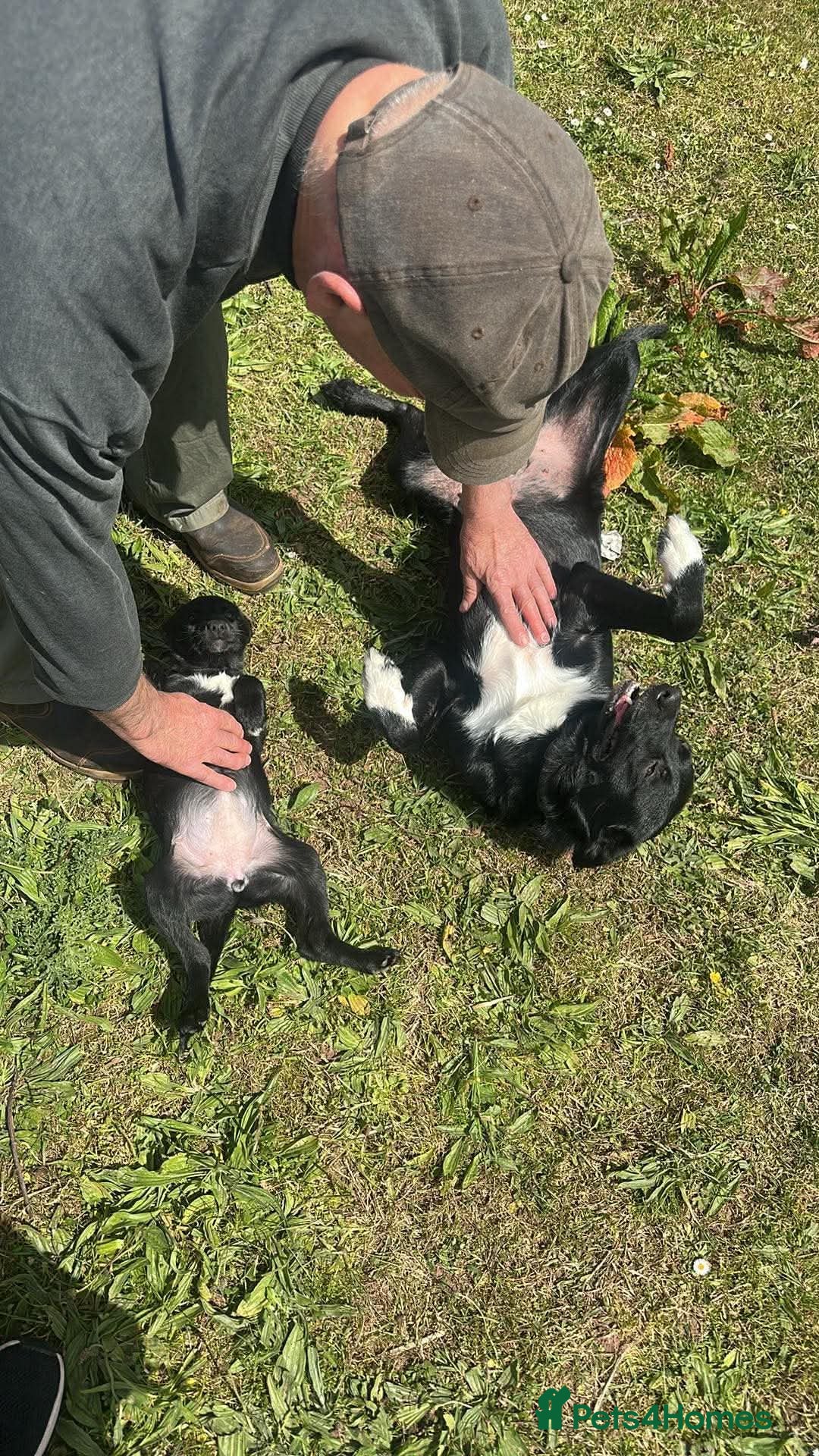 Border Collie dogs Black Bitch - Advert 2