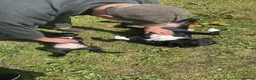Border Collie dogs for sale: Black Bitch - Advert 2