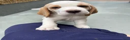 Beagle dogs for sale: Exceptional Breed Beagle Puppies in South Ockendon - Advert 3