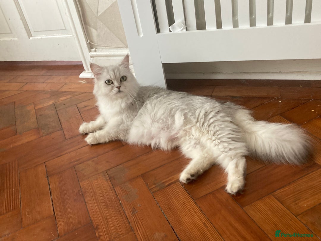 British Longhair cats for sale: Stunning fluffy Maine coon x british longhair  - Image 23
